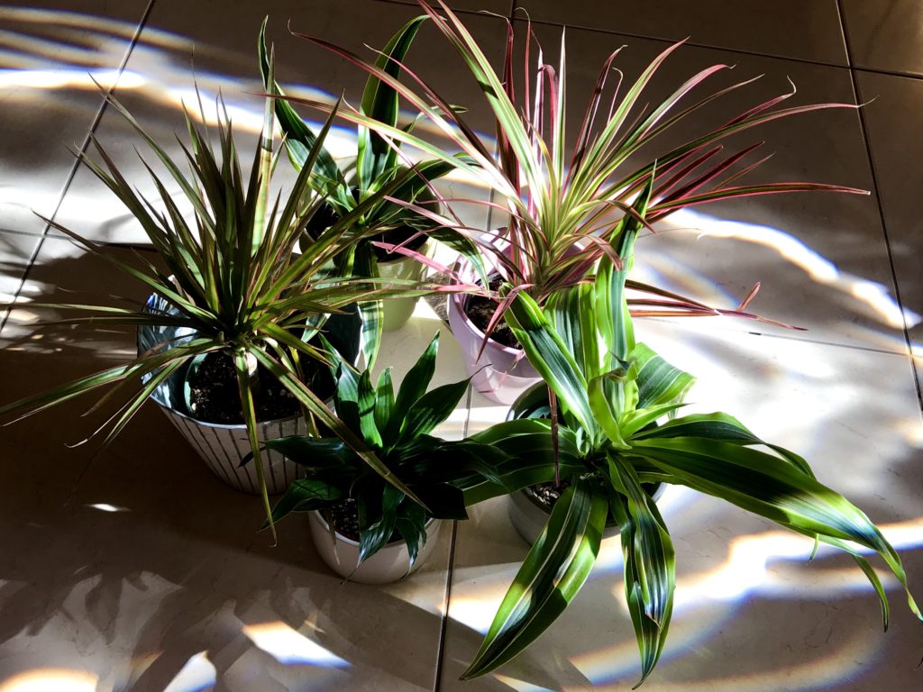 Dracaena