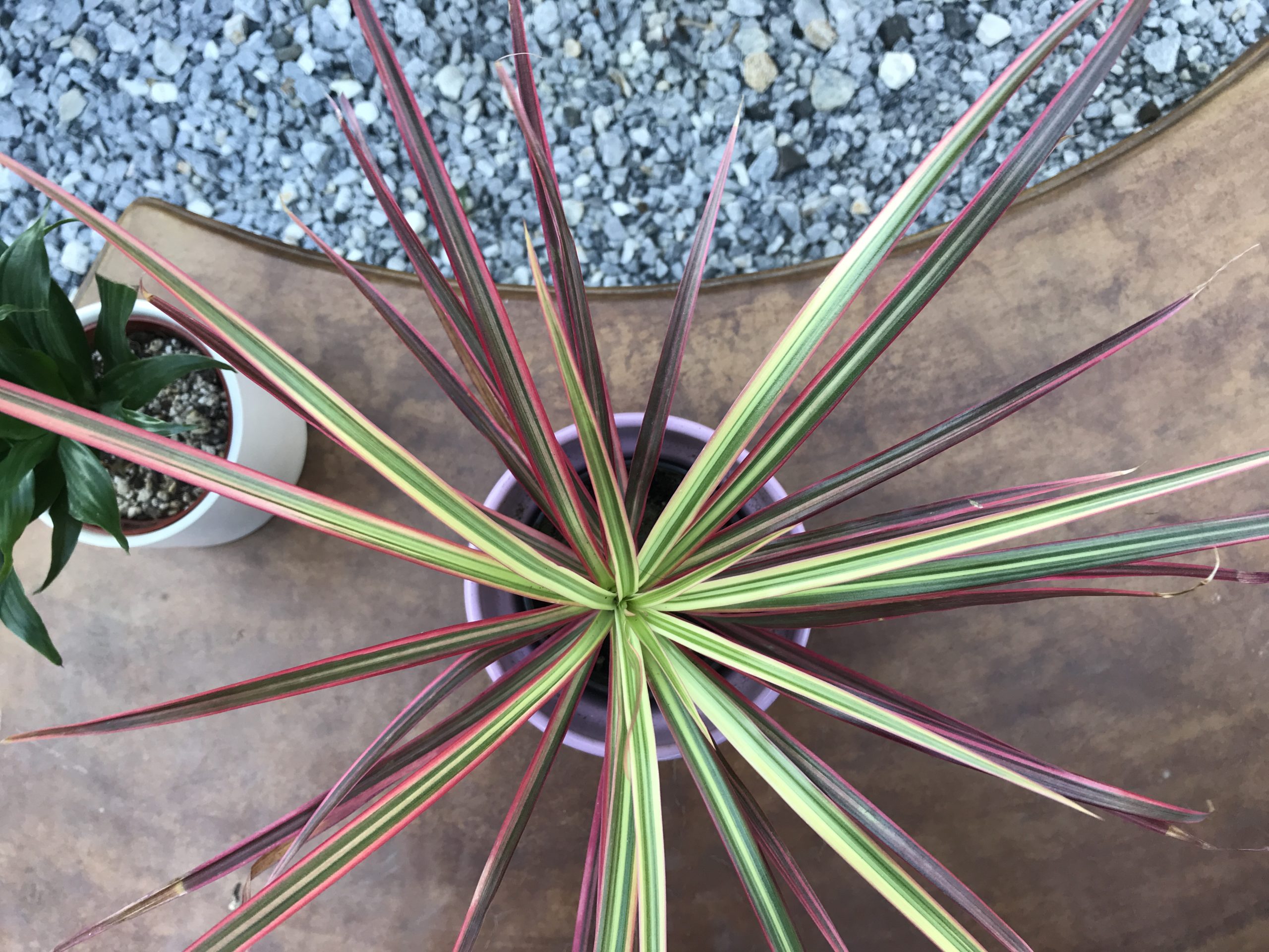 Dracaena marginata