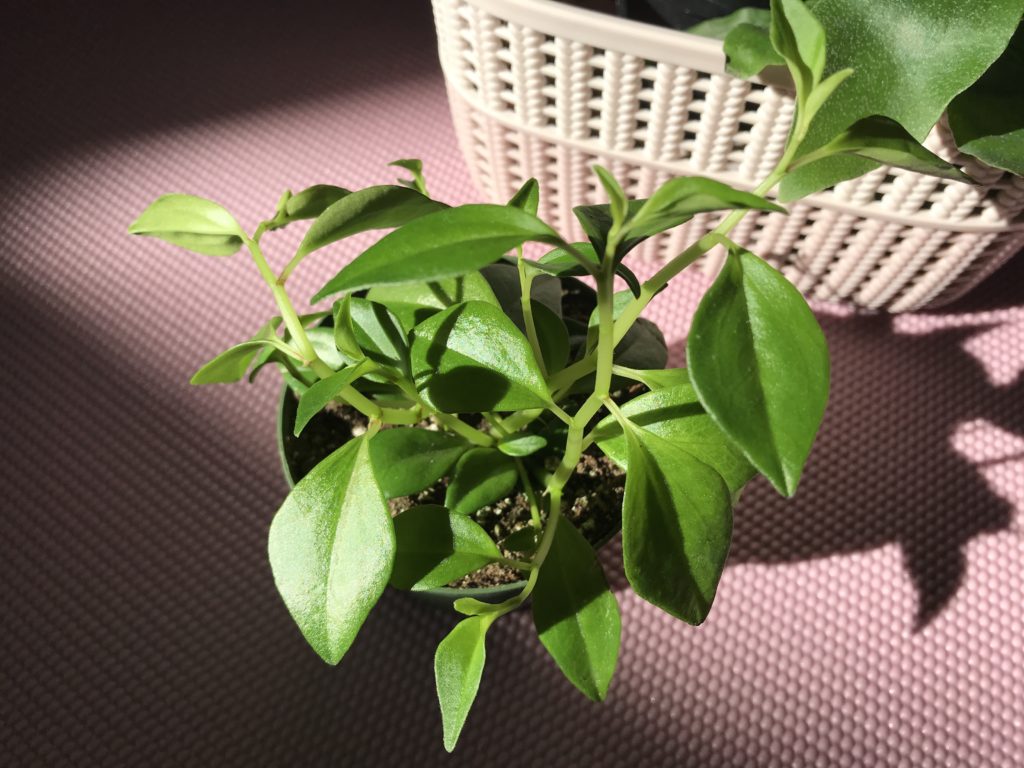 Peperomia Marcello