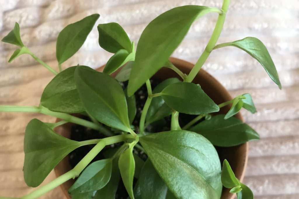 Peperomia Marcello Leaves