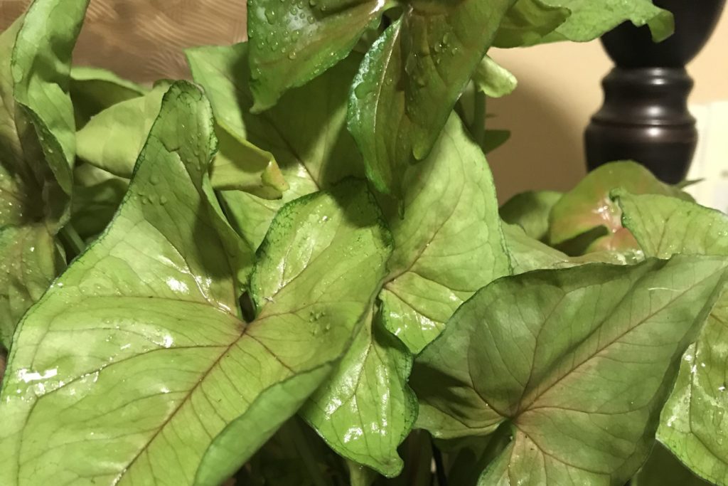 Syngonium leaves