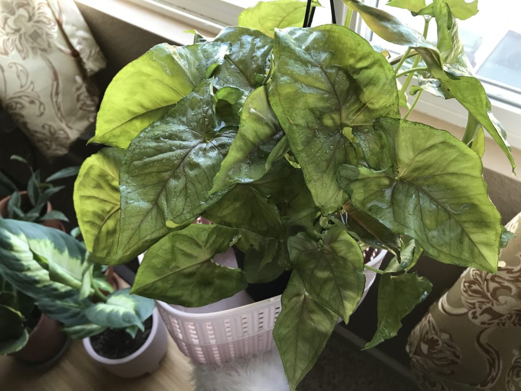 Syngonium by the window