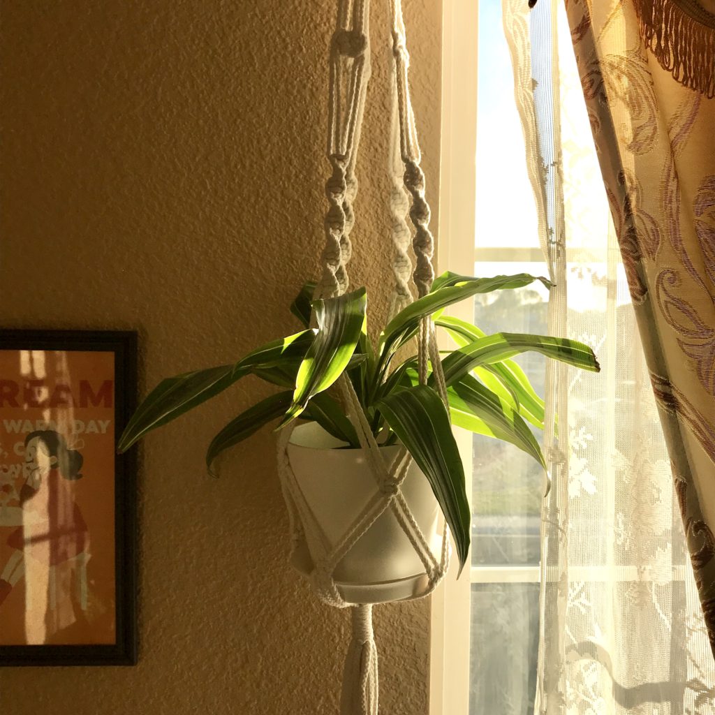 Dracaena plants