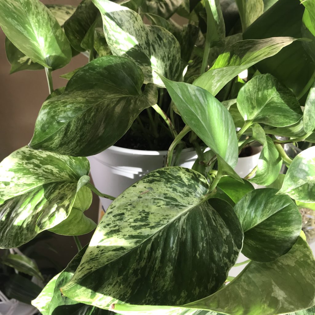 Marble queen pothos