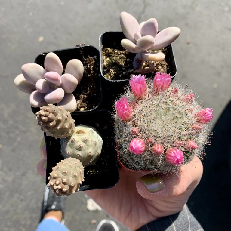 Succulent haul