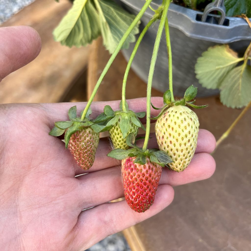 Hand holding strawberries