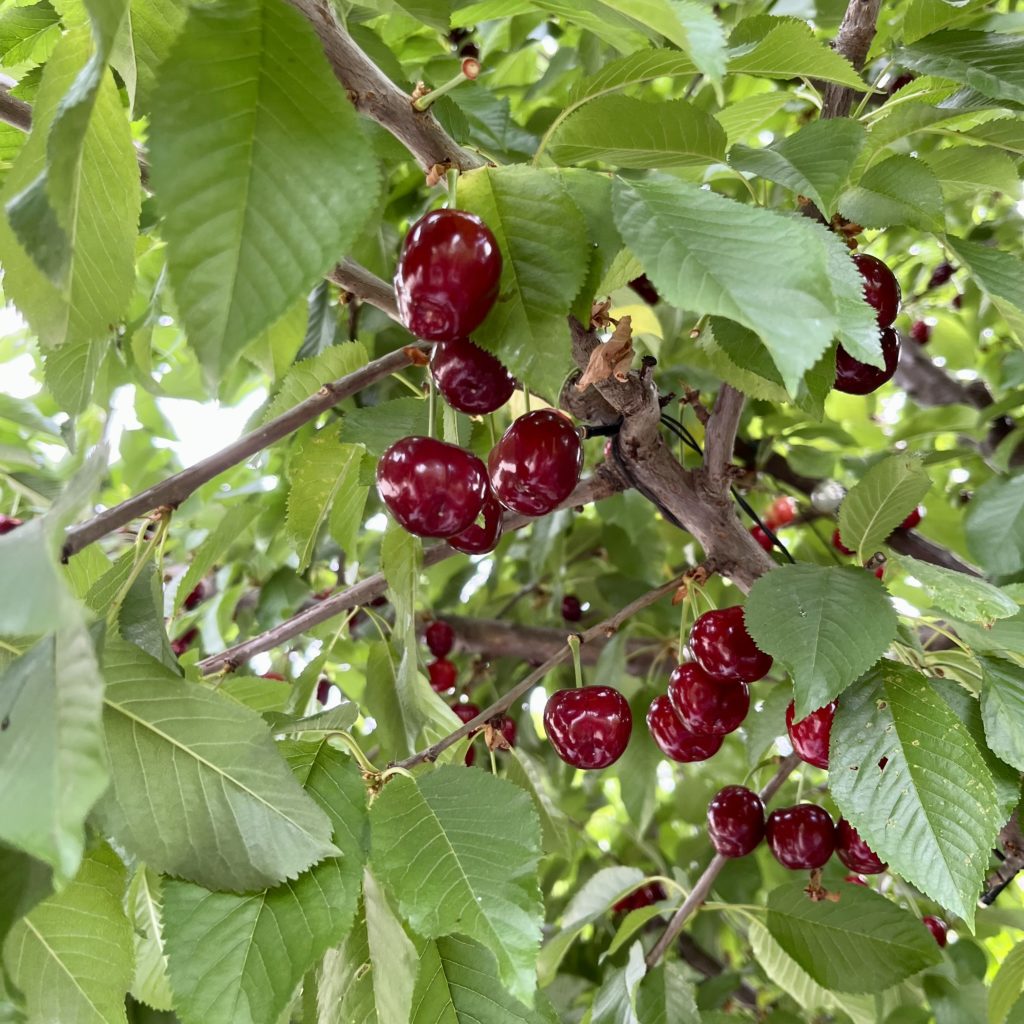 Cherries in a tree