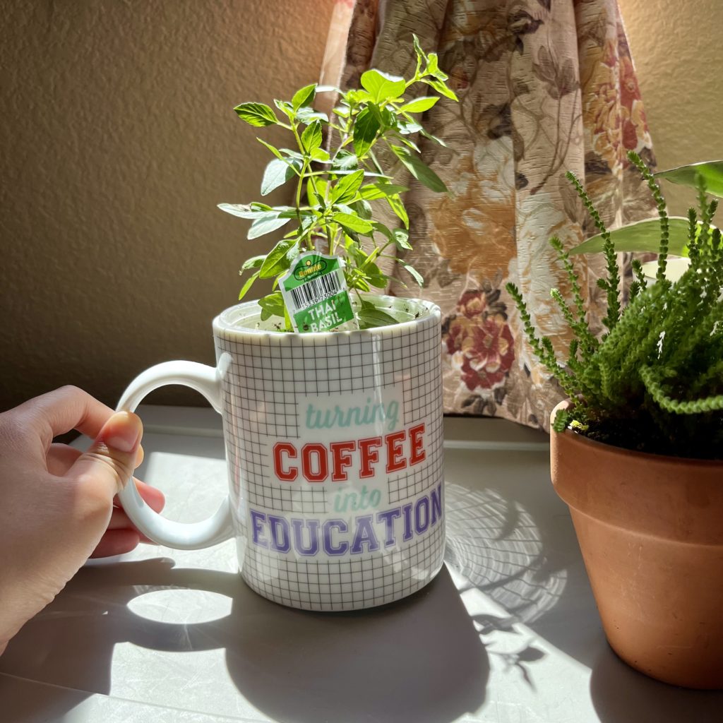 Thai basil in a white coffee mug