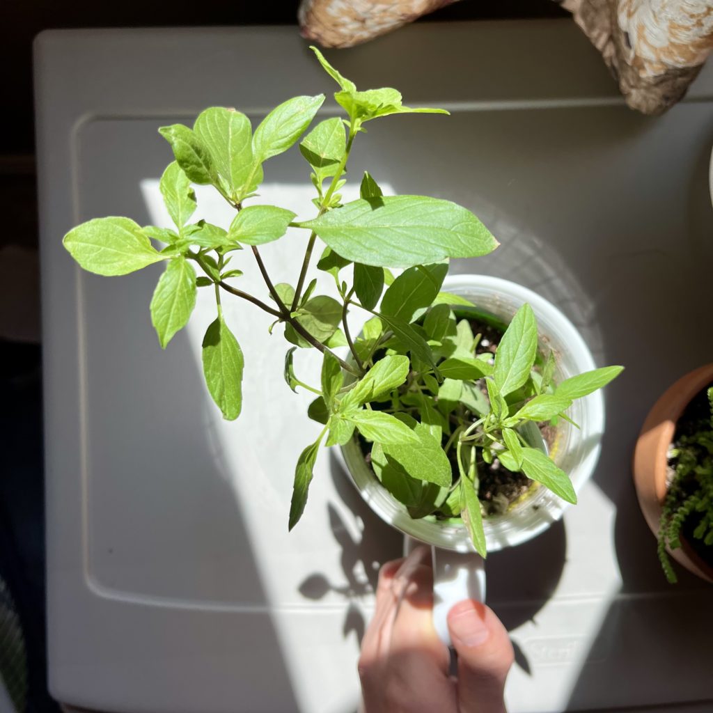 Thai basil bird's eye view shot