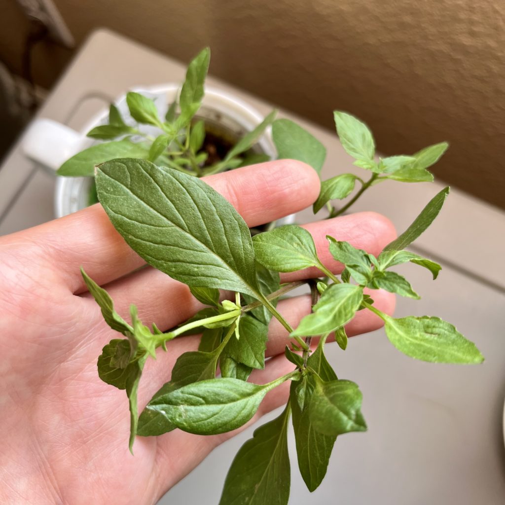 Close up of Thai basil leaves