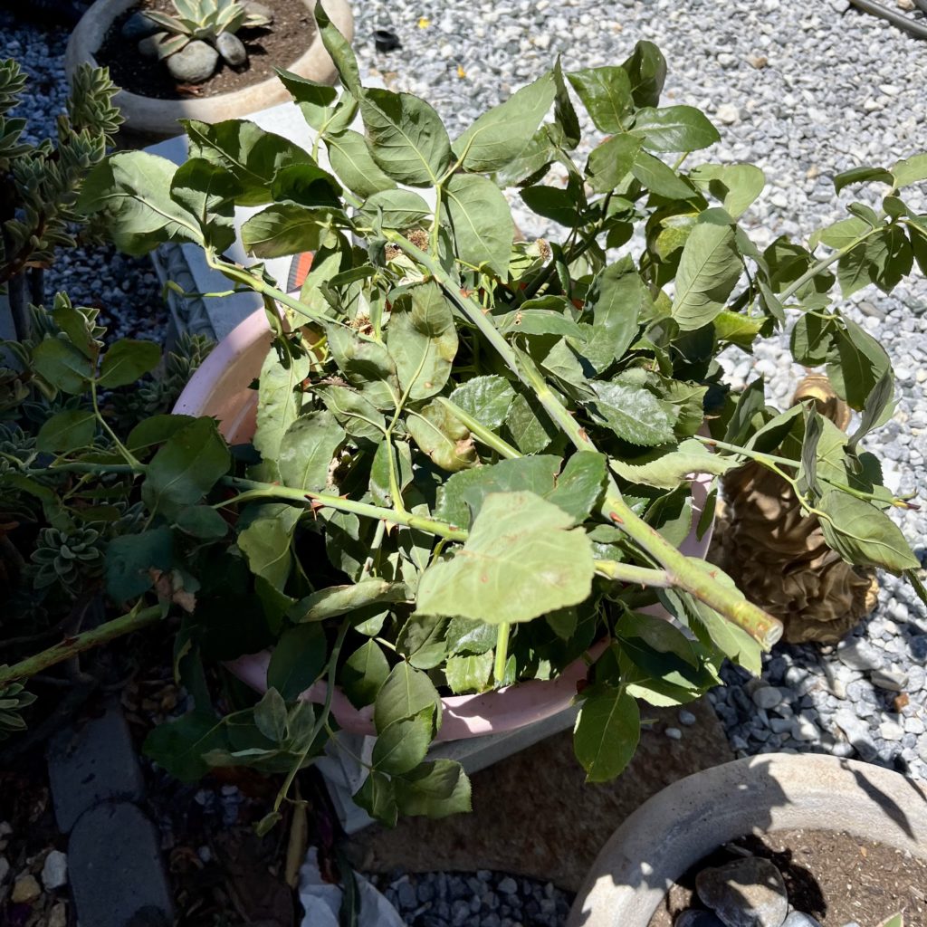 Cut rose branches