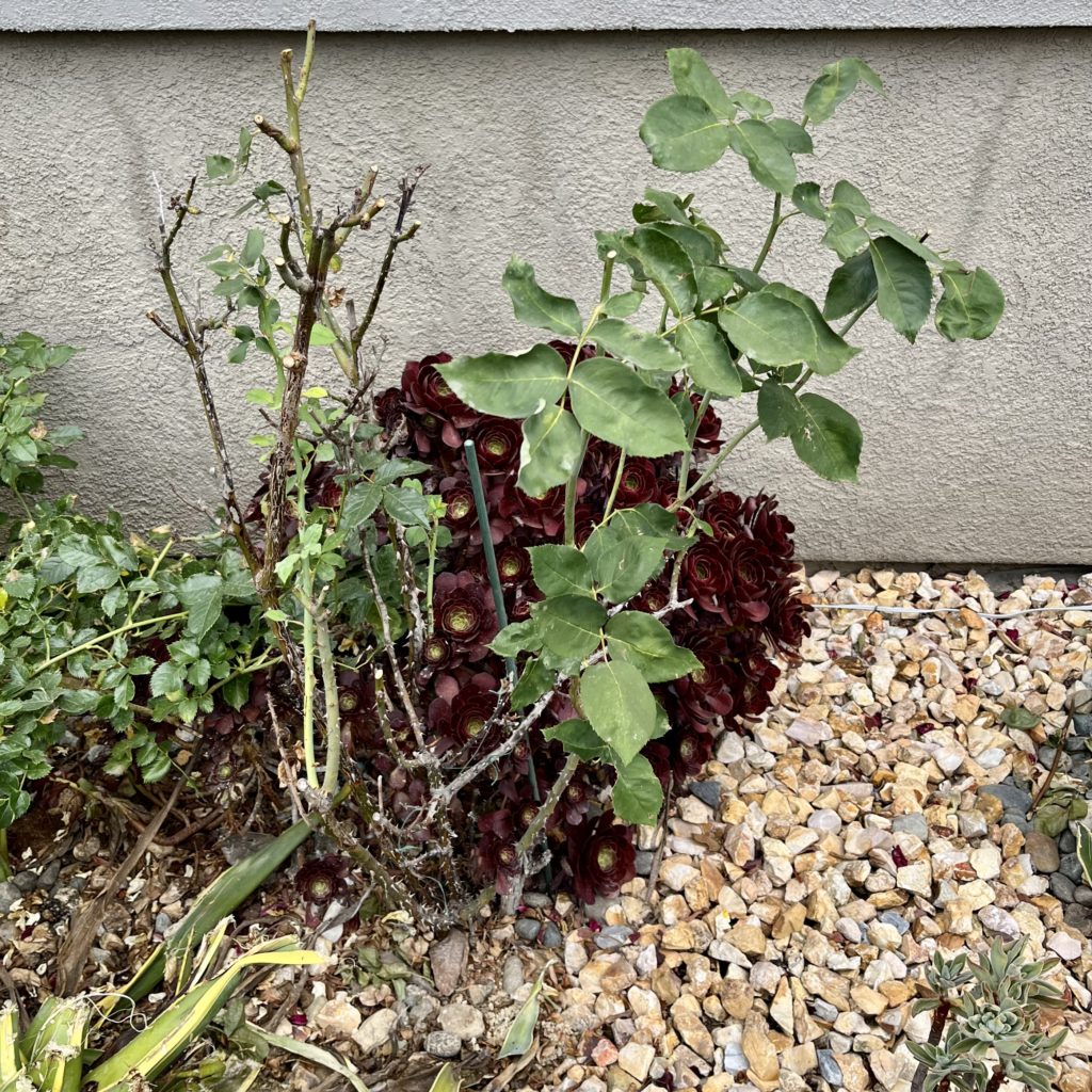 Hard pruned rose bush