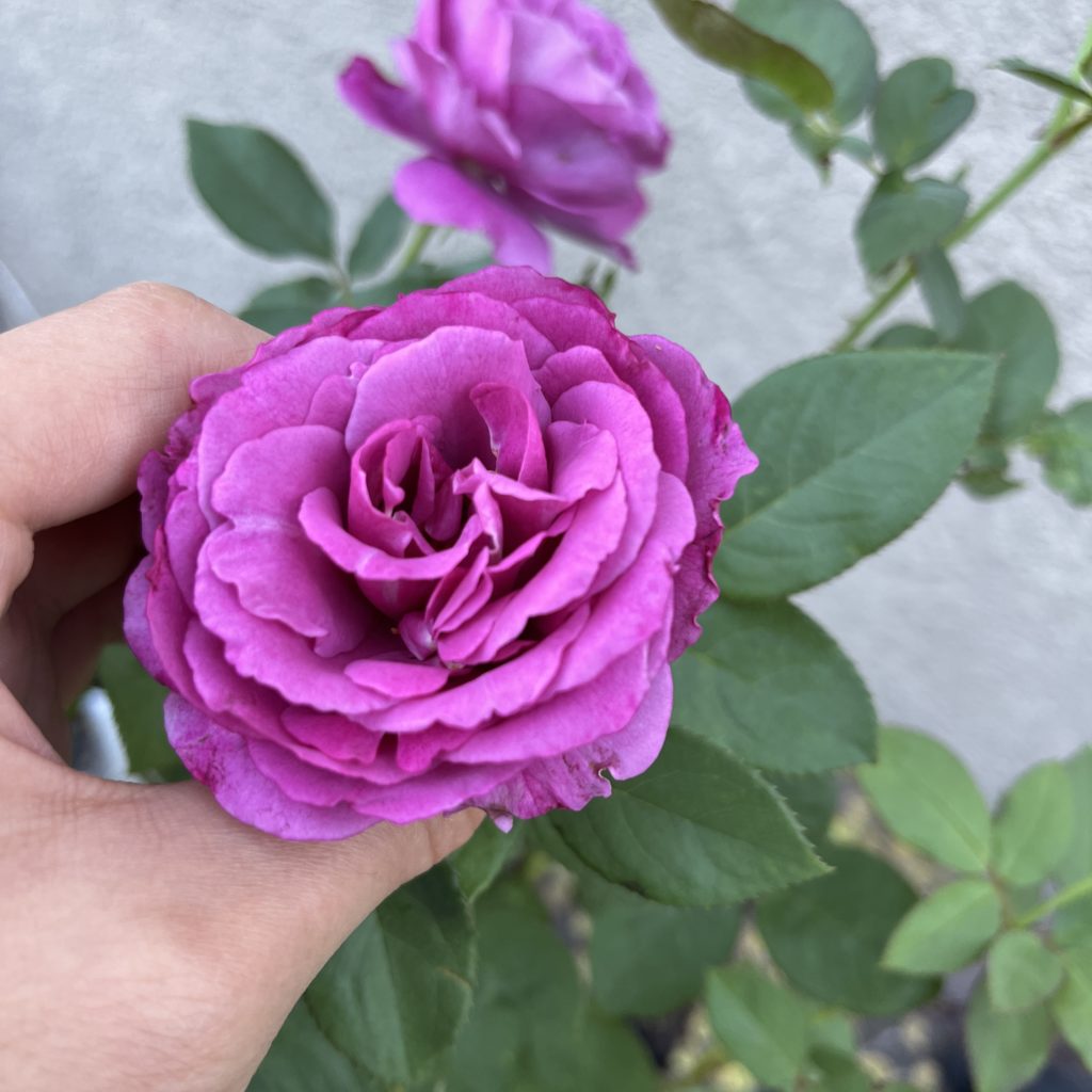 Hand holding lilac bulgarian rose