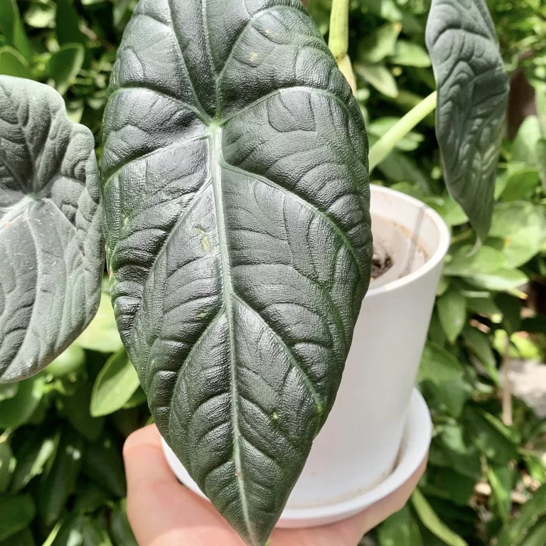 Alocasia