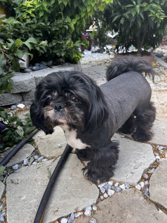 Black shih tzu with white bib