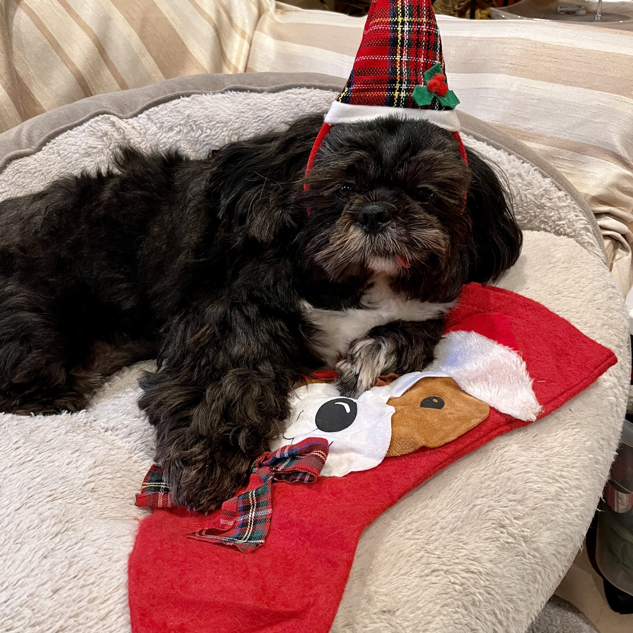 Dog on stocking