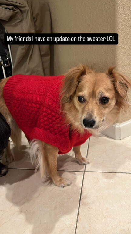 Golden dog in red sweater